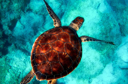 【10年ぶりの国内世界遺産】奄美・沖縄が7月に世界自然遺産登録、ユネスコが正式決定