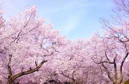 あまりの人気ぶりに新語「爆花見」も誕生！　訪日外国人観光客が桜の開花シーズンに日本にやってくる理由