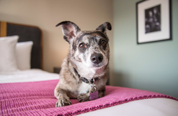 世界の「犬にやさしいホテル」とは？日本からはホテル1つがトップ12入り｜Expediaがレビューをもとに発表