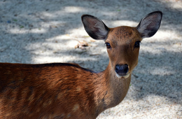 観光庁「上質な宿泊施設の開発促進事業」に奈良県ビジターズビューローと和歌山県那智勝浦町を選定