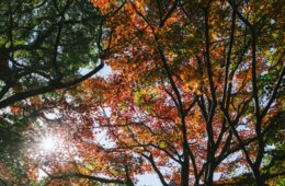 外国人旅行、前年同月比732.0%で大幅増加に　主要旅行業者の旅行取扱状況速報8月