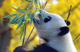 2021年の中国旅行業界「60％以上回復」見込む