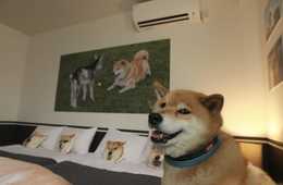 インスタフォロワー数262万人！国内人気第6位の柴犬まるとHOTEL GRAPHYがコラボ！